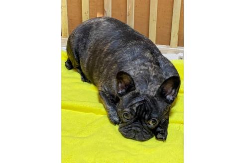 販売中のフレンチブルドッグの親犬